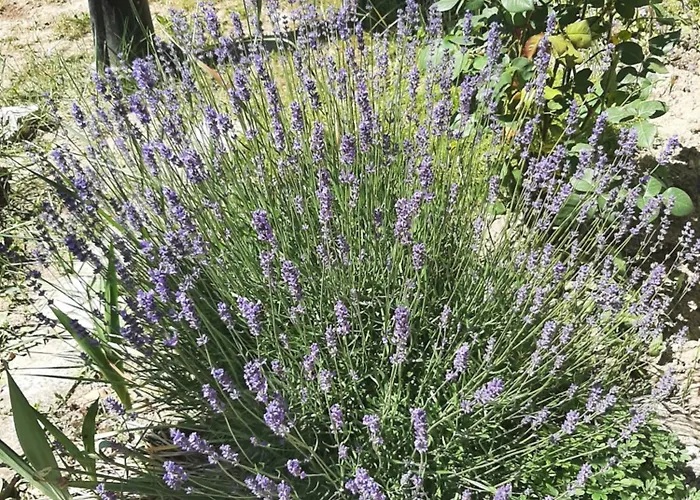 Casa vacanze Kiskatona Vendeghaz